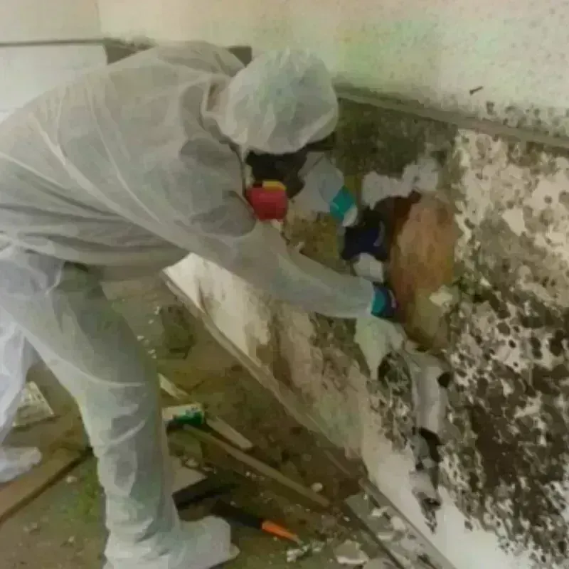 Mold Remediation and Removal in Travis Ranch, TX